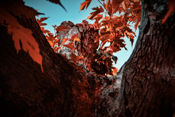 Ethan Lee - Red Tree