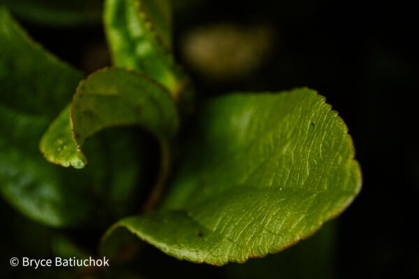 Bryce Batiuchok - Plant Photo