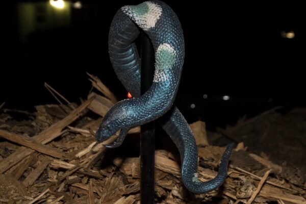Olivia Bussey - The snake within darkness