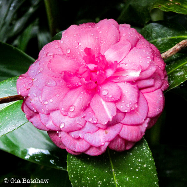 Gia Batshaw - Panama Flower