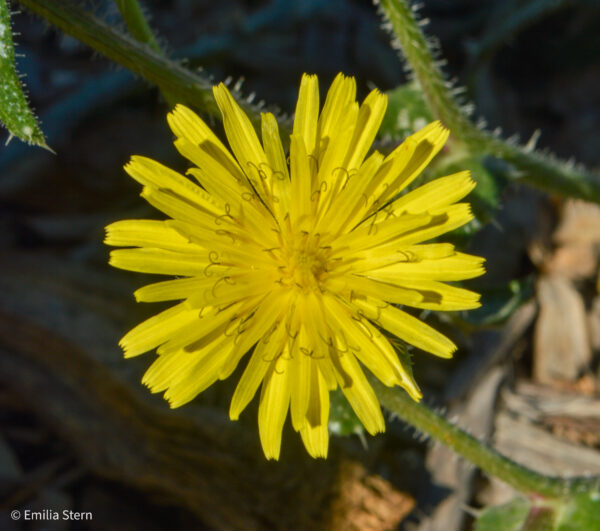 Emilia Stern - Dandelion