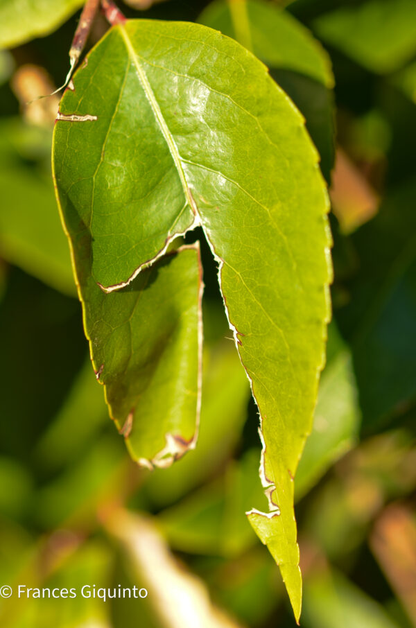 Frances Giquinto - Green Leaf