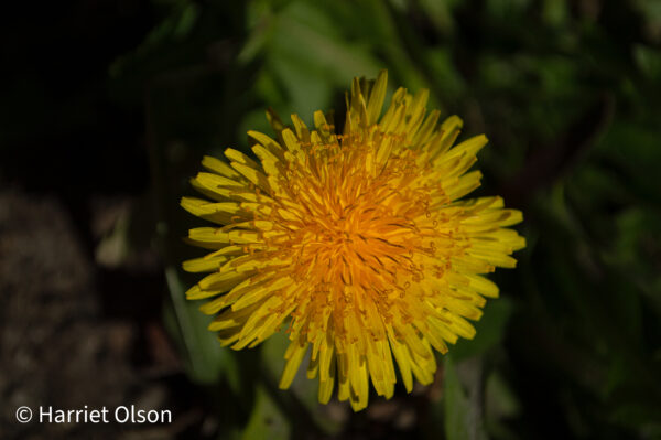 Harriet Olson - Yellow Flower