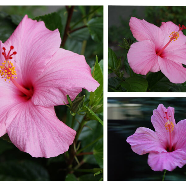 Jessica Yu - Summer's Beauties