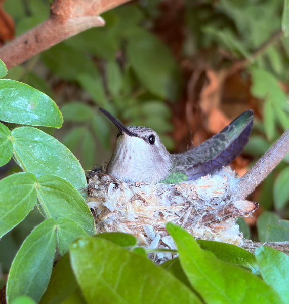 Mikah Kramer- Hummingbird In Nest