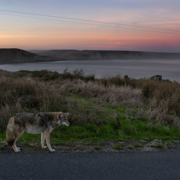 Julian Gandhi - Coyote