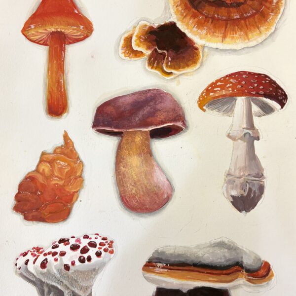Anais Crochat - Autumn Fungi